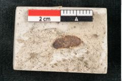 Foto (Detailansicht) von Pinus hampeana Unger (NHMW-GEO-2024-0188-8088)